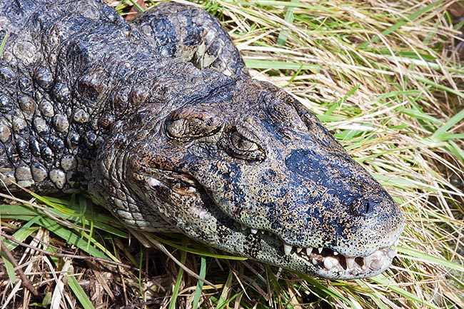 The Brazilian caiman (Caiman latirostris) is easily identified by its broad snout © Giuseppe Mazza
