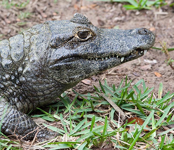 The Paraguayan caiman is endangered by poaching and by habitat changes © Giuseppe Mazza