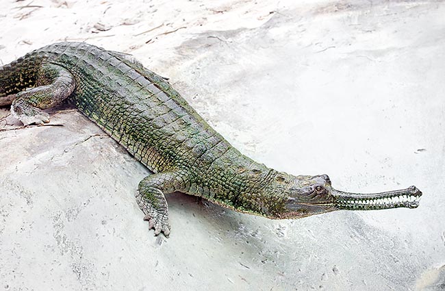 Gharial (Gavialis gangeticus) is a zoological rarity which risked extinction © Giuseppe Mazza