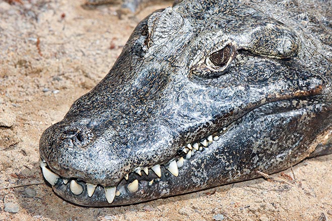 The snout recalls the alligator but the spectacles which originated its common name are noted at once © G. Mazza