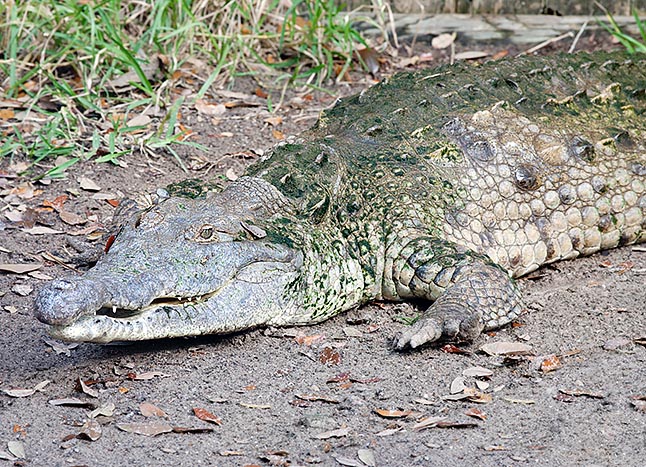 Il muso ha un aspetto intermedio fra i classici coccodrilli e il gaviale, donde il nome intermedius © Giuseppe Mazza