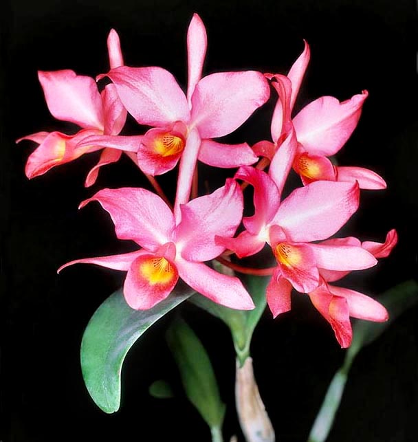 Guarianthe guatemalensis is a natural hybrid of Guarianthe aurantiaca x Guarianthe skinneri © Mazza
