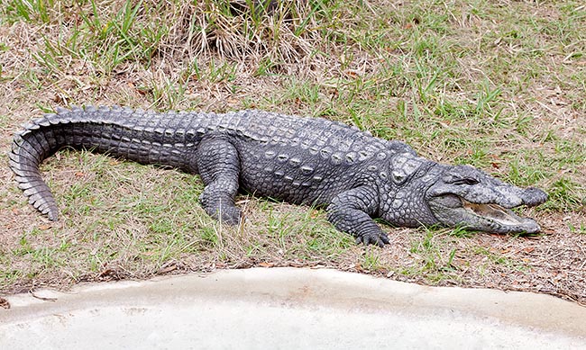  Adult Crocodylus palustris eats also deer and buffaloes, but doesn't attack man © Giuseppe Mazza