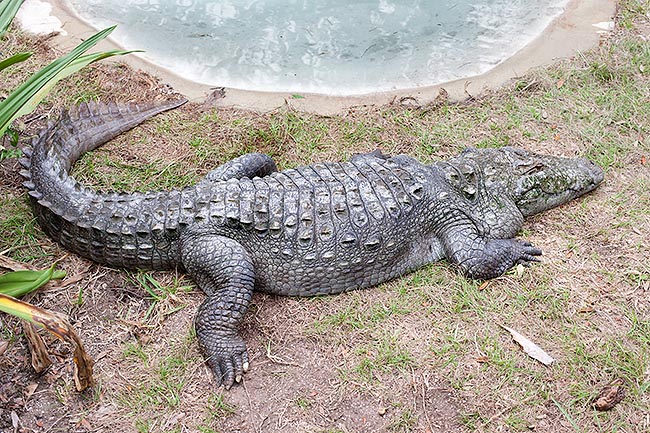 Ricorda l'alligatore per il muso squadrato e l’ecologia. Si contano solo 5.000-10.000 esemplari © Giuseppe Mazza