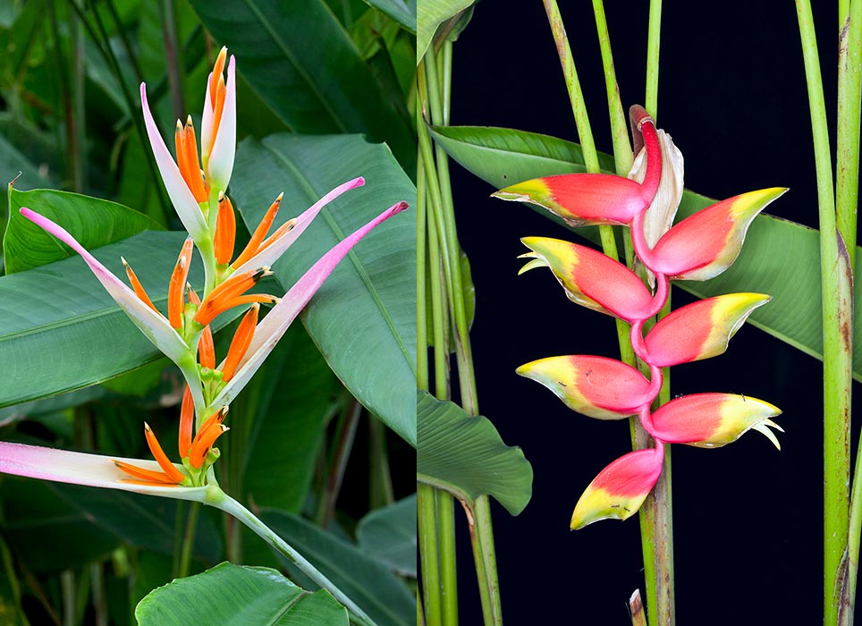 Heliconia collection is very rich. Some inflorescences look up, others are hanging. Here, a Helicornis silvestris and a Heliconia rostrata © Giuseppe Mazza