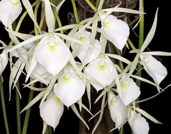 Brassavola flagellaris. Besides the hybrids for tourists, there is a collection of botanical orchids © Mazza