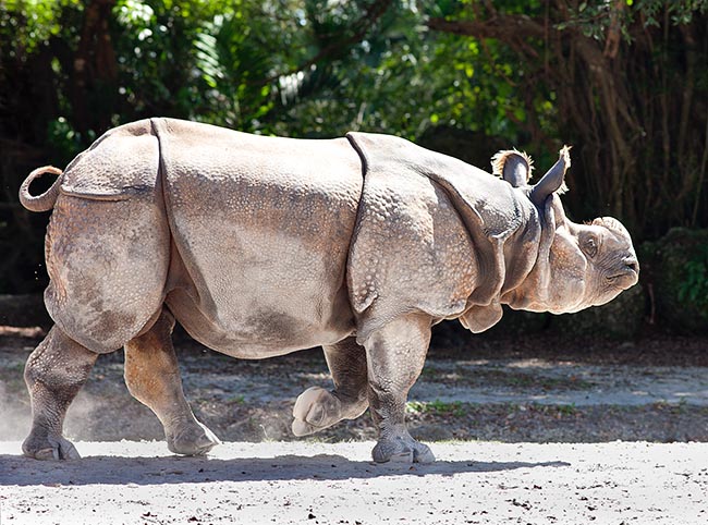 Con appena 800 esemplari, il Rhinoceros unicornis è il più grande rinoceronte asiatico © Giuseppe Mazza