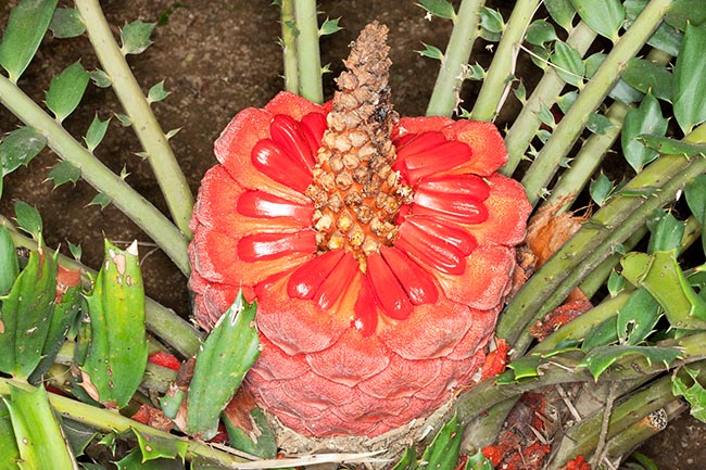 Feminine cone with seeds of Encephalartos ferox © Giuseppe Mazza