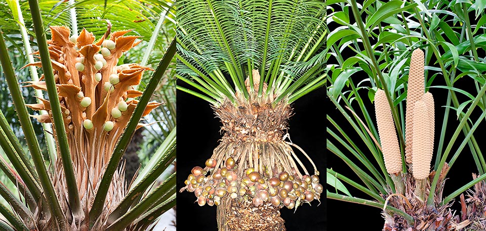 Cycas apoda and Cycas seemannii with ovules and cones of Zamia pseudomonticola. The Cycadaceae collections is also much important © Giuseppe Mazza