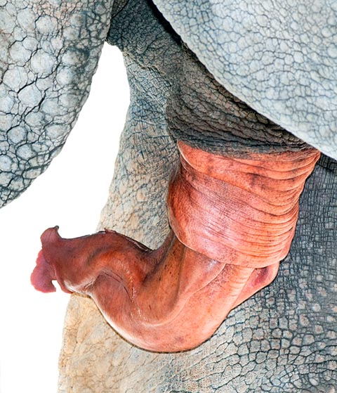 I testicoli dei rinoceronti sono interni ed il pene è rivolto all'indietro © G. Mazza