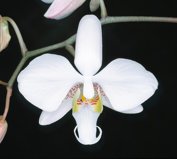 La Phalaenopsis × leucorrhoda es un híbrido natural entre P. aphrodite y P. schilleriana © Giuseppe Mazza