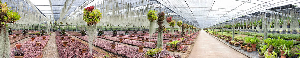 SERRAPROPAGAZIONEBROMELIACE1