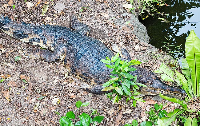 Il Tomistoma schlegelii conta solo 2500 esemplari e ricorda, per vari aspetti, il gaviale © Giuseppe Mazza