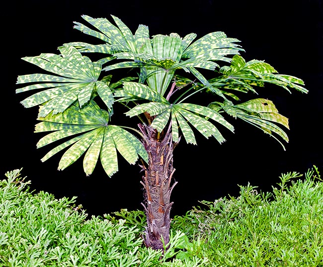 Un'insolita palma nana fra le Selaginella: la Licuala mattanensis var. tigrina © Giuseppe Mazza
