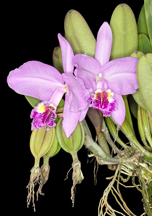 Una Cattleya lueddemanniana con frutti © Giuseppe Mazza