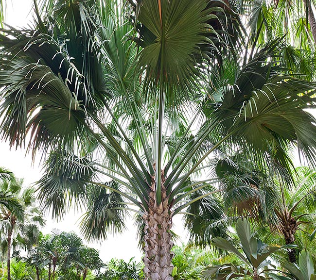 Una gigantesca Corypha umbraculifera. Nong Nooch cuenta hoy 800 especies de palmas © Giuseppe Mazza