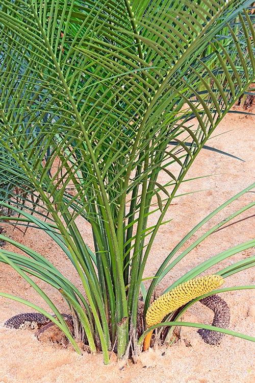 A rare Macrozamia mountperriensis with cones © Giuseppe Mazza