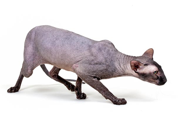 Le Peterbald est une race de chat originaire de Russie. Robe sans poils et aspect oriental © Giuseppe Mazza