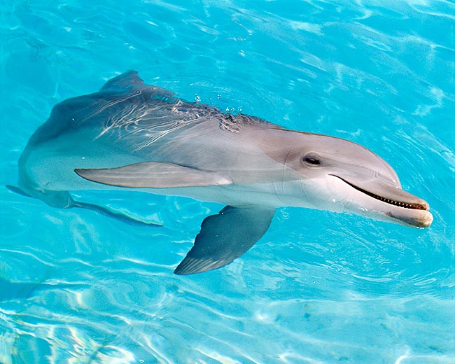 Come in tutti i cetacei, a differenza dei pesci, la pinna caudale dei delfini si sviluppa sul piano orizzontale © Mazza