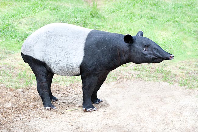 Il tapiro della gualdrappa ( Tapirus indicus ), alto 1 m al garrese, raggiunge i 2,5 m di lunghezza © Giuseppe Mazza