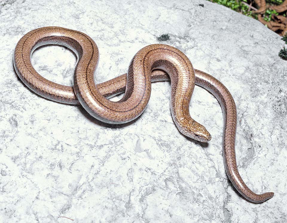 Slowworm, Anguis fragilis, Anguidae