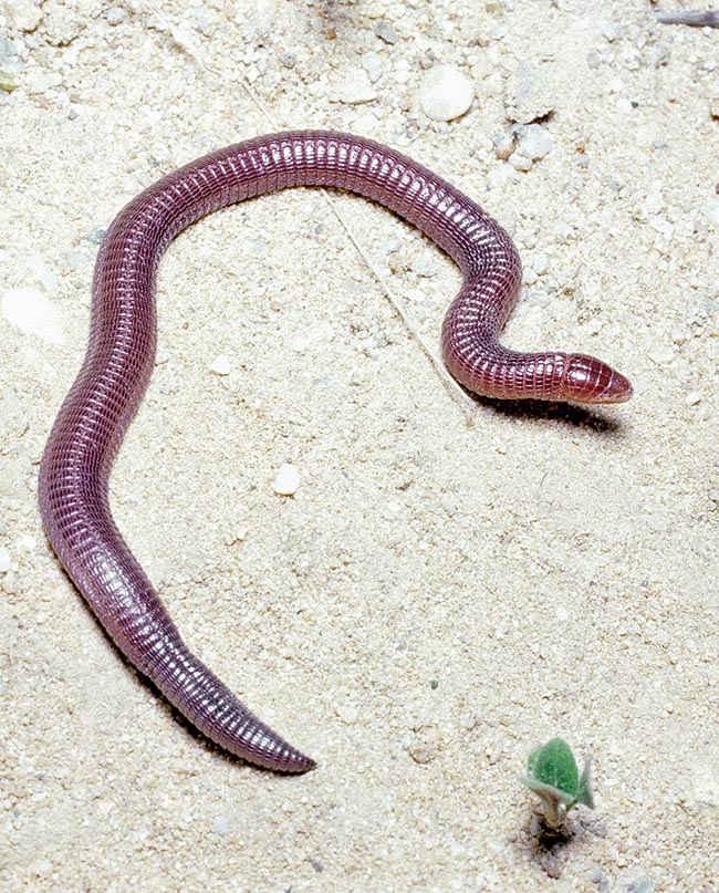 Blanus cinereus, Blanidae, Iberian worm lizard