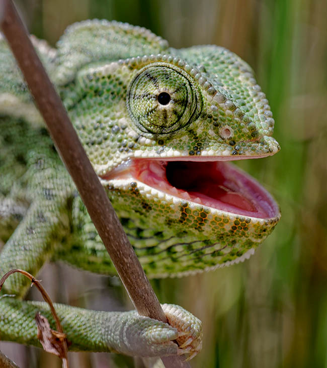 Chamaeleo chamaeleon - Monaco Nature Encyclopedia
