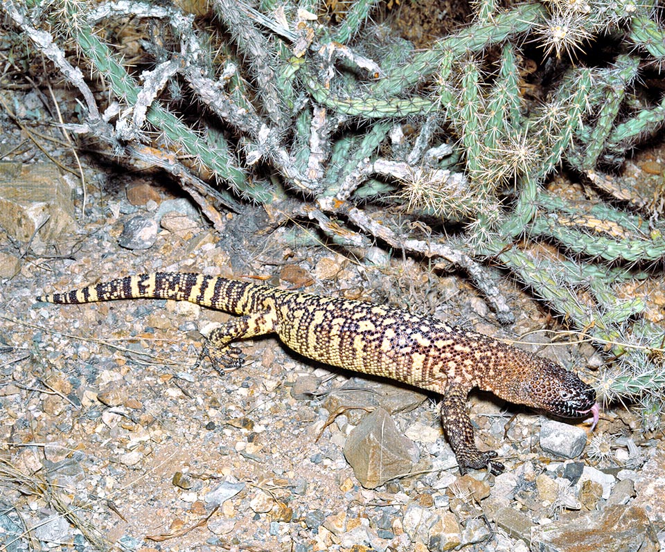 Heloderma exasperatum, Heloderma horridum subs. exasperatum, Helodermatidae, lézard perlé du Rio Fuerte