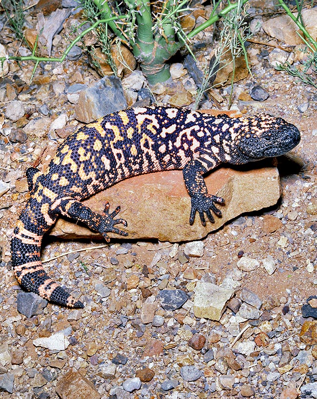 Heloderma suspectum, Helodermatidae, Gila monster