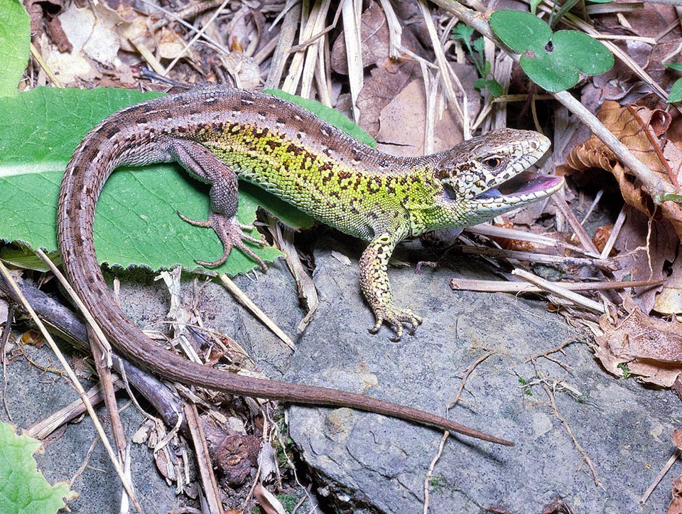 Lacerta agilis, Lacertidae, Lucertola degli arbusti 