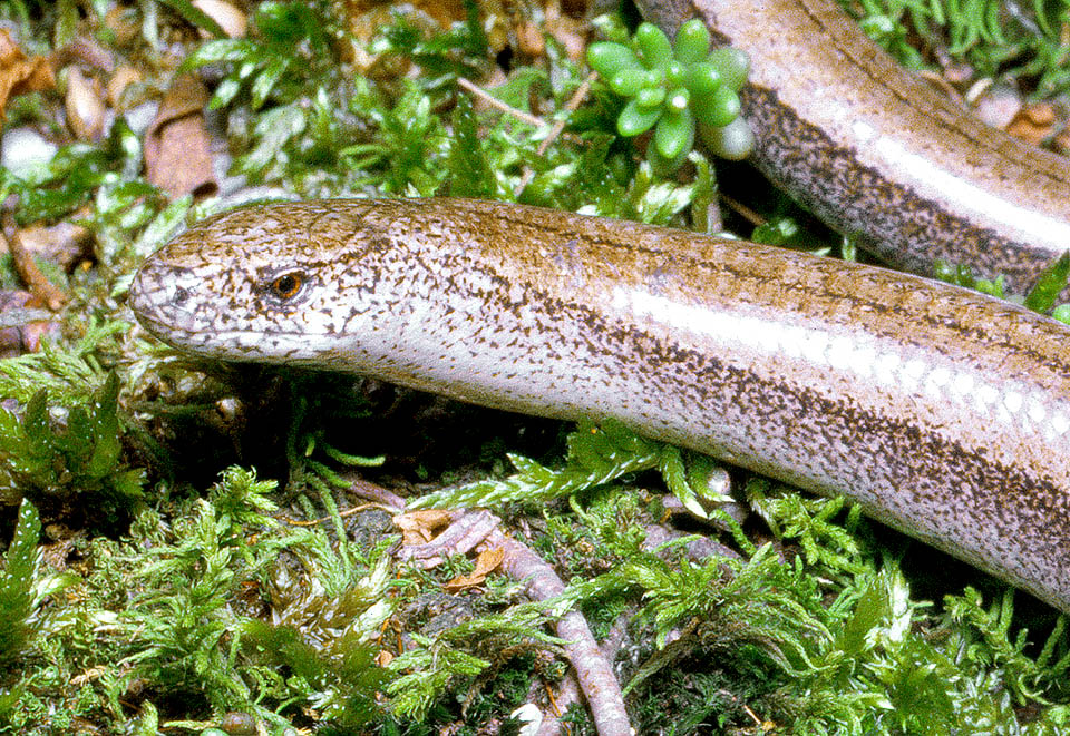 Slowworm, Anguis fragilis, Anguidae