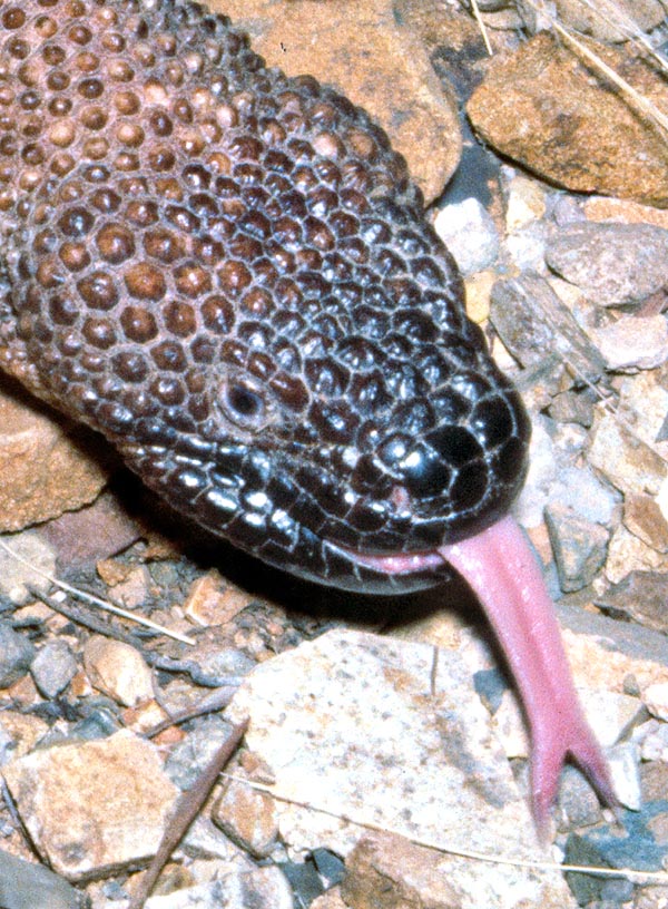 Heloderma exasperatum, Heloderma horridum subs. exasperatum, Helodermatidae, lézard perlé du Rio Fuerte