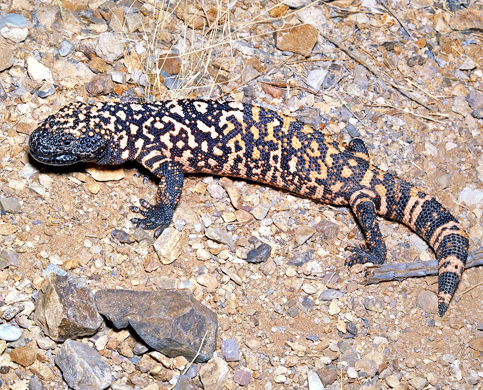 Heloderma suspectum, Helodermatidae, monstre de Gila