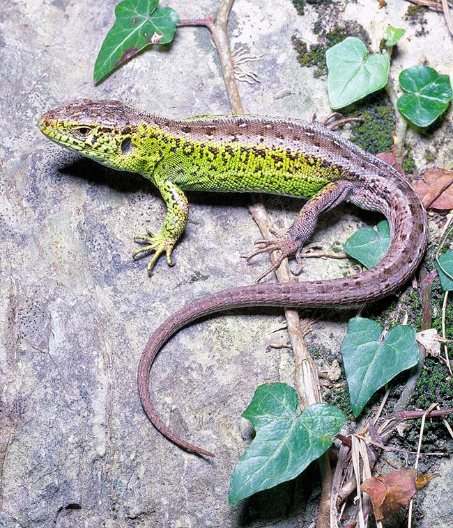 Lacerta agilis, Lacertidae, Lucertola degli arbusti 