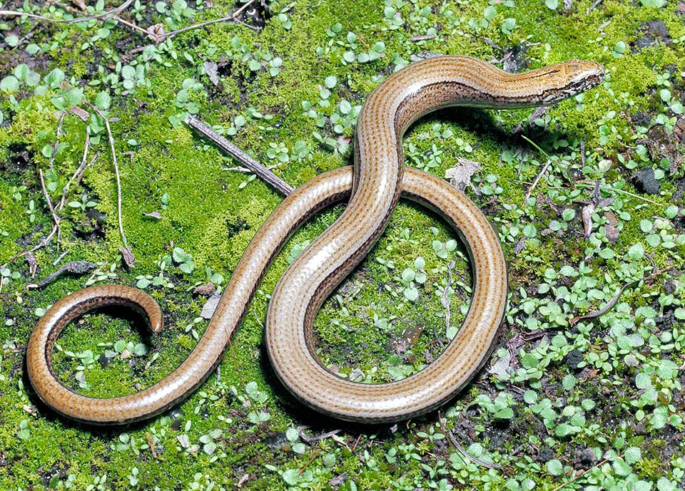 Slowworm, Anguis fragilis, Anguidae