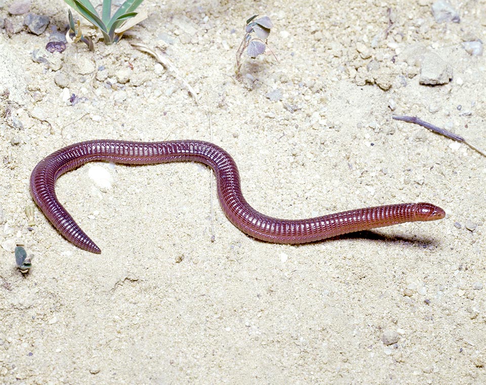 Blanus cinereus, Blanidae, Iberian worm lizard