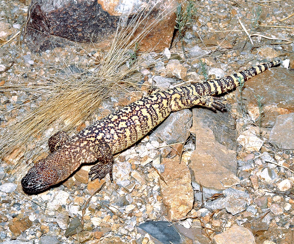 Heloderma exasperatum, Heloderma horridum subs. exasperatum, Helodermatidae, lézard perlé du Rio Fuerte