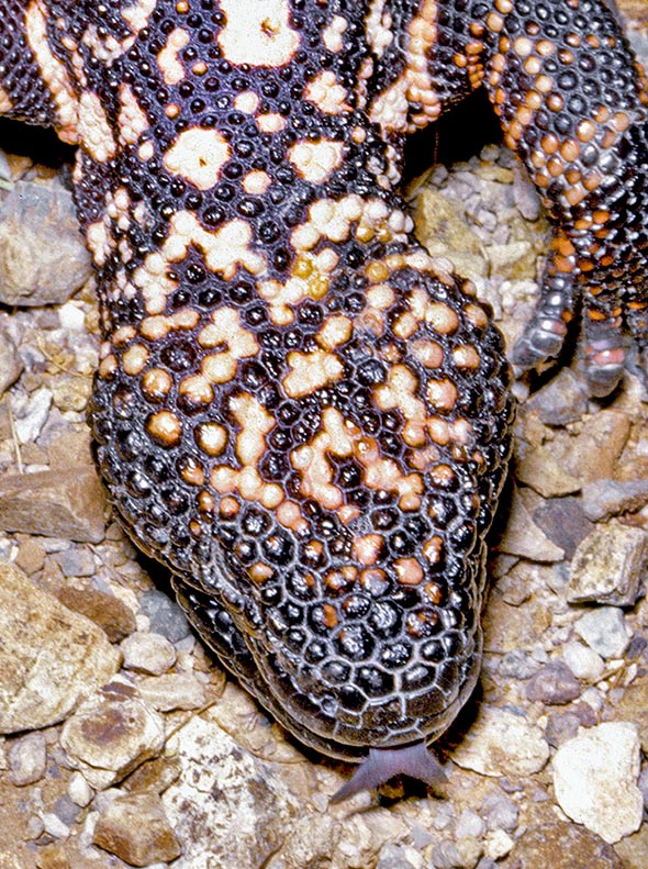 Heloderma suspectum, Helodermatidae, Gila monster