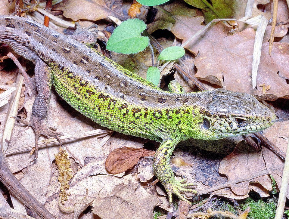 Lacerta agilis, Lacertidae, Lézard des souches