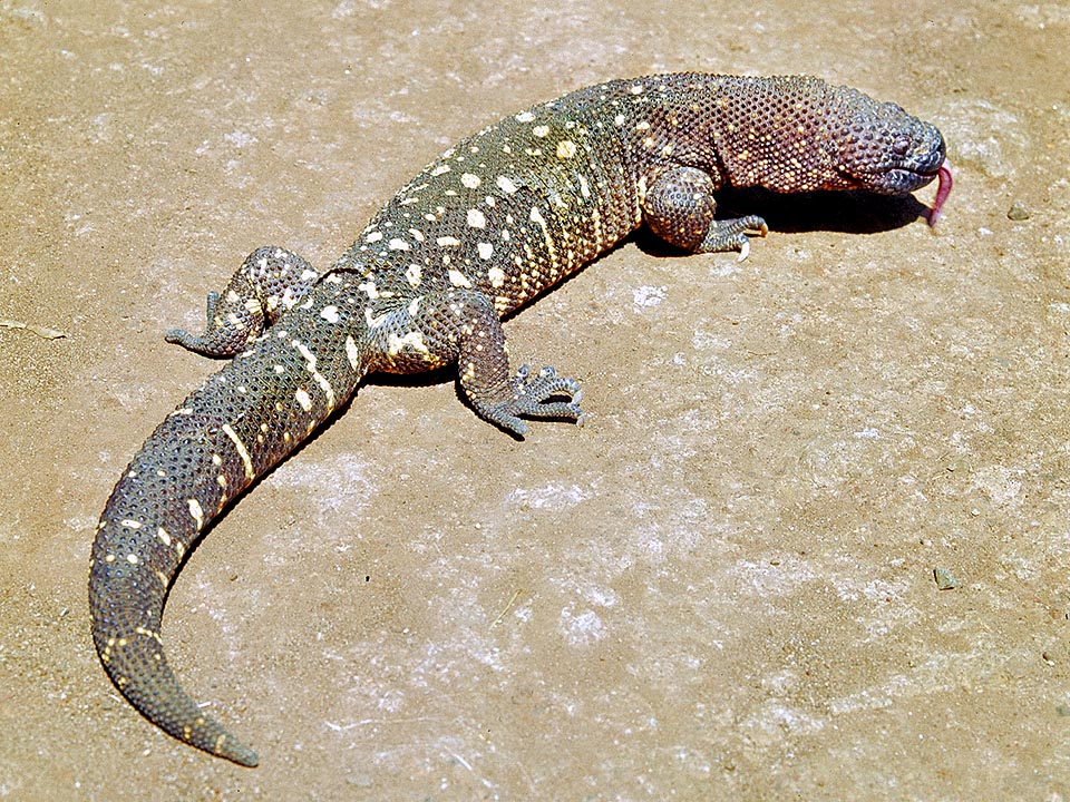 Heloderma exasperatum, Heloderma horridum subs. exasperatum, Helodermatidae, lézard perlé du Rio Fuerte