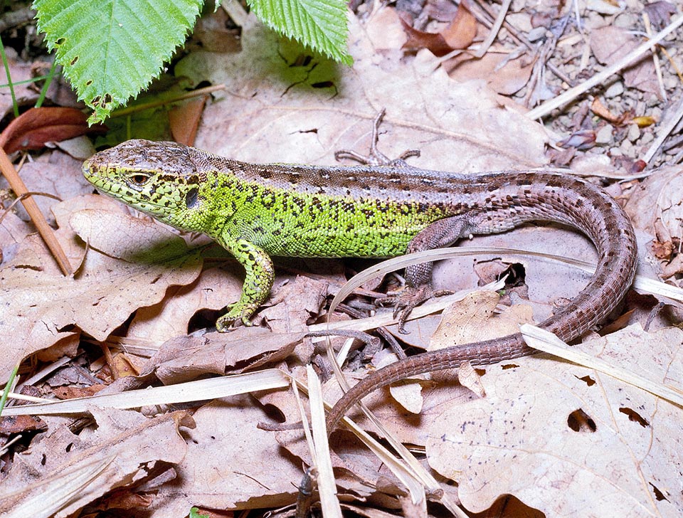 Lacerta agilis, Lacertidae, Lucertola degli arbusti 