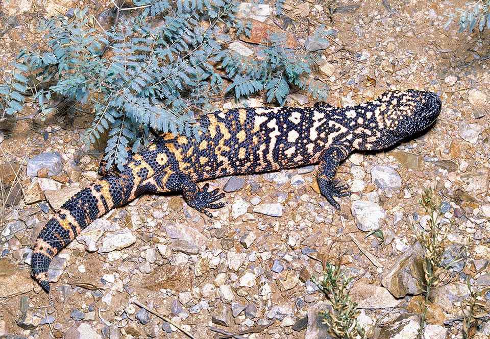 Heloderma suspectum, Helodermatidae, Gila monster