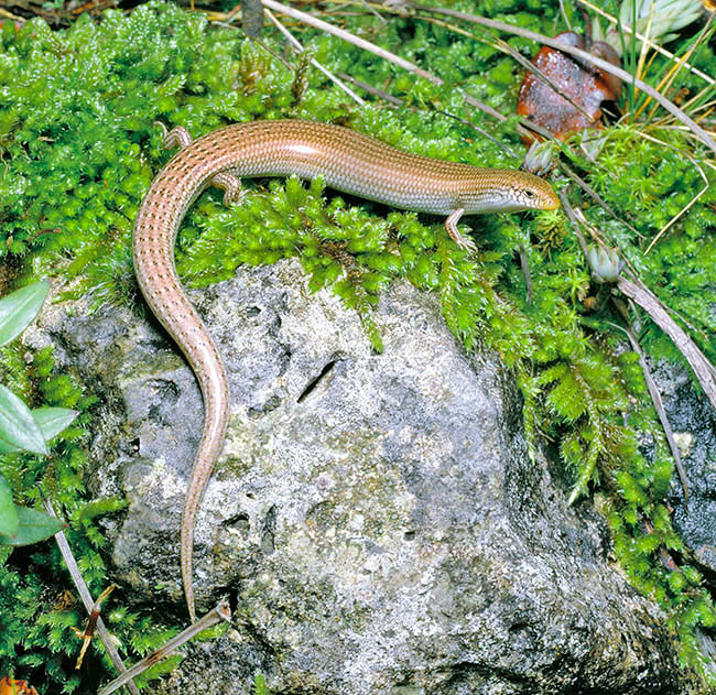 Chalcides bedriagai, Scincidae, Eslizón ibérico