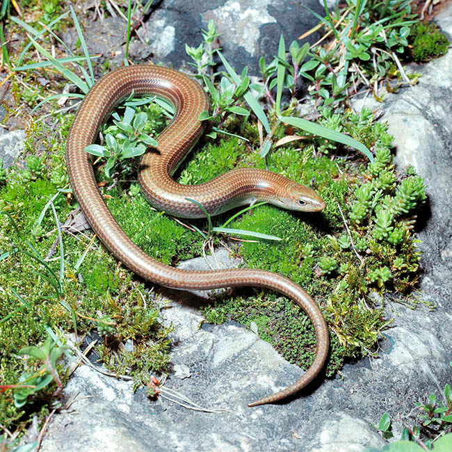 Chalcides chalcides, Scincidae, Italian three-toed skink