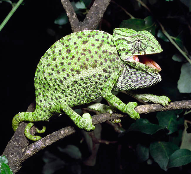 Chamaeleo chamaeleon, Chamaeleonidae, Mediterranean chameleon, common chameleon