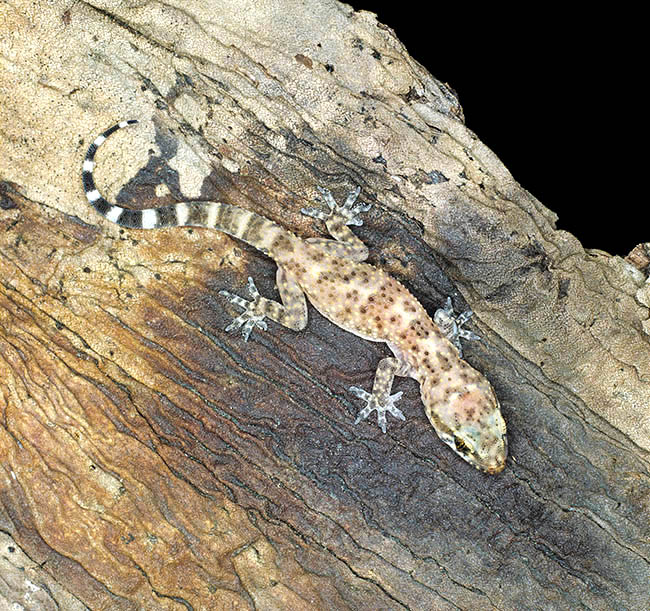Hemidactylus turcicus, Gekkonidae, salamanquesa rosada