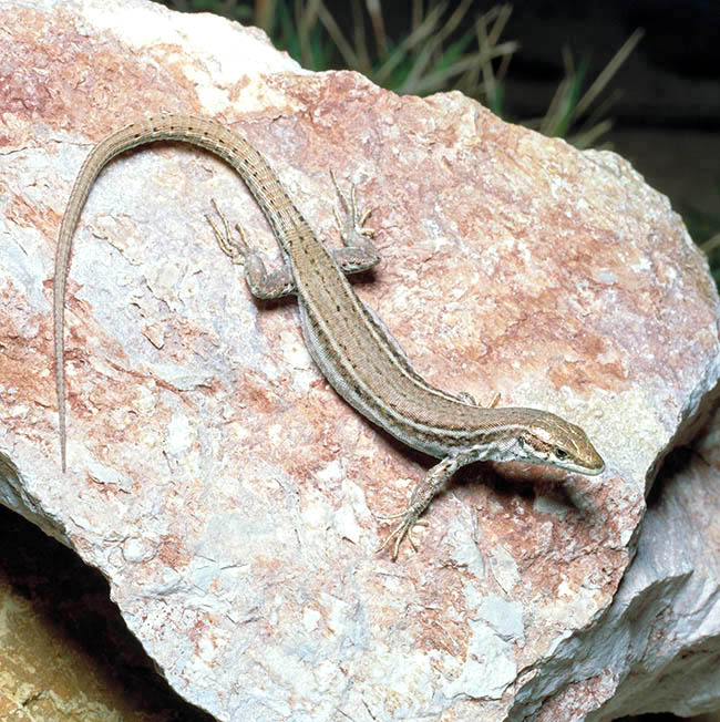 Podarcis hispanicus, Lacertidae, lagartija ibérica 