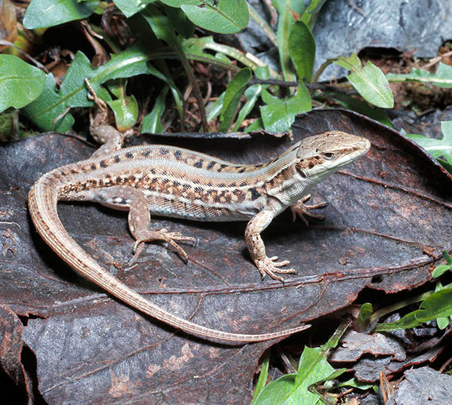 Podarcis siculus, Lacertidae, lagartija italiana