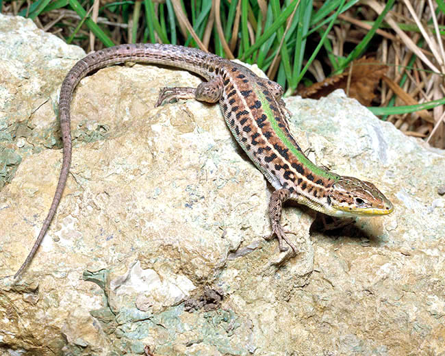 Podarcis tauricus, Lacertidae, Balkan wall lizard