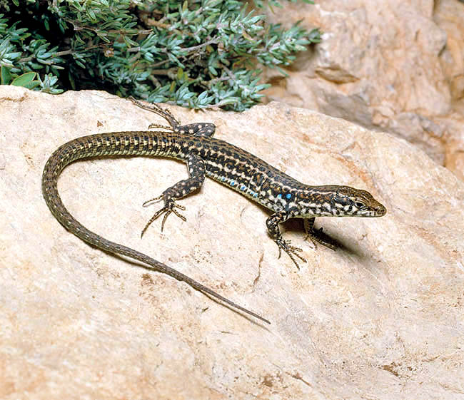 Podarcis tiliguerta, Lacertidae, Lézard tyrrhénien